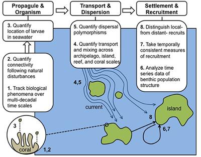 Critical Information Gaps Impeding Understanding of the Role of Larval Connectivity Among Coral Reef Islands in an Era of Global Change